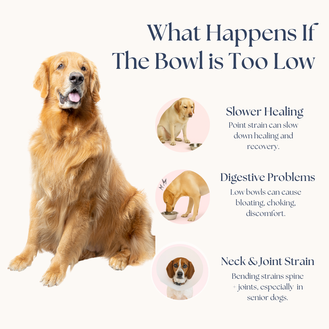 Adjustable Elevated Dog Bowls